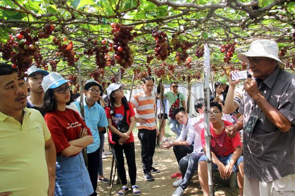 Khám phá Vườn Nho Ba Mọi – Biểu tượng du lịch sinh thái tại Nam Khánh Hoà