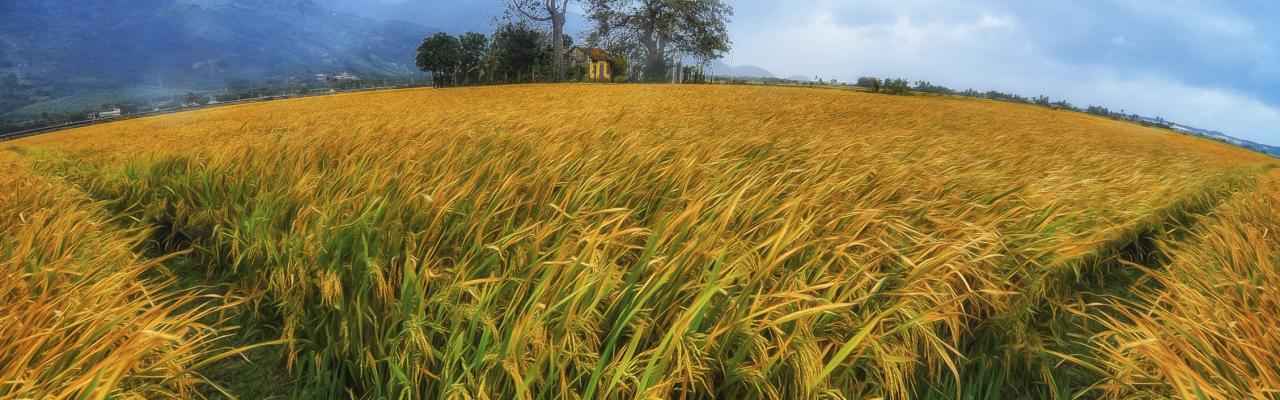 Tour Du Xuân Đậm Chất Văn Hóa Việt Nam Tại Nha Trang